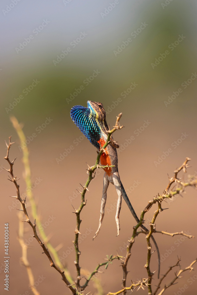 Fan Throated Lizard, Sarada superba doing some morning aerobics, Pune, Maharashtra Fan Throated Lizard, Sarada superba doing some morning aerobics, Pune, Maharashtra