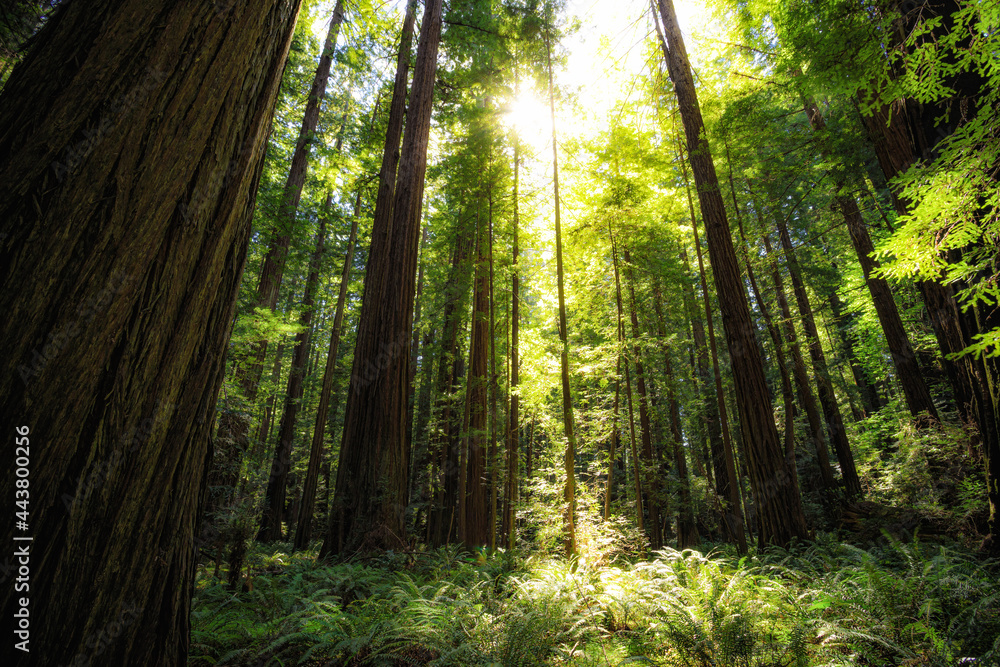Fototapeta premium Sunset Views in the Founders Redwood Grove, Humbolt Redwoods State Park, California