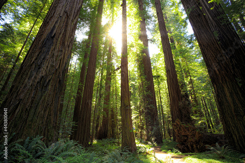 Sunset Between the Trees in the Founders Redwood Grove  Humbolt Redwoods State Park  California