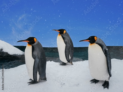group of penguins walking on ice beach in daytime with snowfall and blue sky  adorable animal in winter 