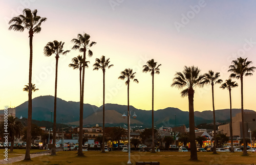 The silhouette of tall palm trees against the background of mountains and the sunset sky © Victor