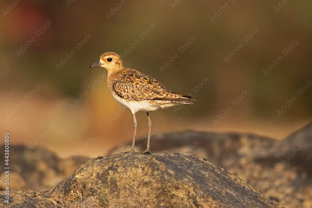 Pacific Golden Plover, Pluvialis Fulva on a rock, Kihim Beach, Alibag, Maharashtra, India Pacific Golden Plover, Pluvialis Fulva on a rock, Kihim Beach, Alibag, Maharashtra, India