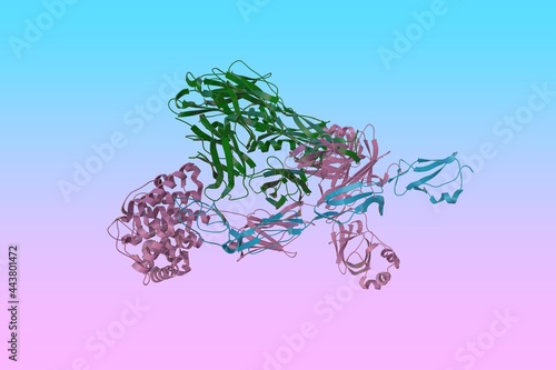 Fototapeta Naklejka Na Ścianę i Meble -  Crystal structure of human Complement C3b in complex with Smallpox Inhibitor of Complement. Ribbons diagram with differently colored protein chains based on protein data bank. 3d illustration