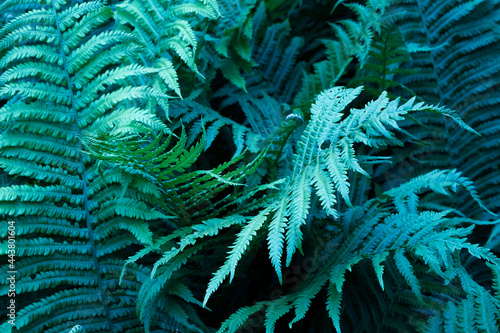 Beautiful ferns leaves green foliage natural floral fern background in darkness. Mysterious background of strange color.
