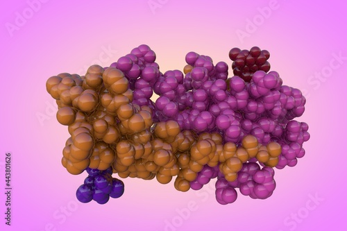 Molecular structure of human chorionic gonadotropin, a hormone produced by placenta during pregnancy. Rendering with multi-colored protein chains based on protein data bank. 3d illustration