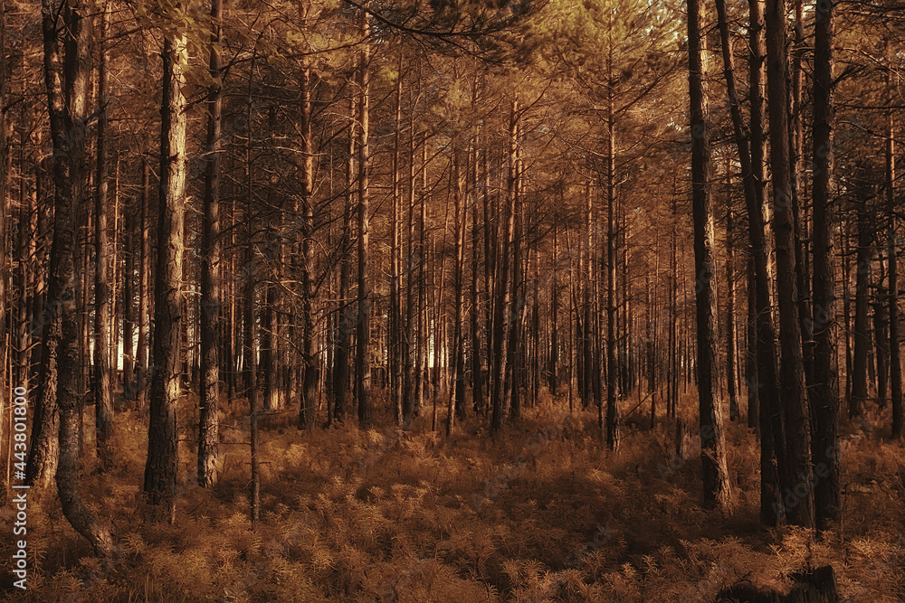 Obraz premium autumn in the coniferous forest landscape, abstract view of the autumn yellow forest, beautiful nature