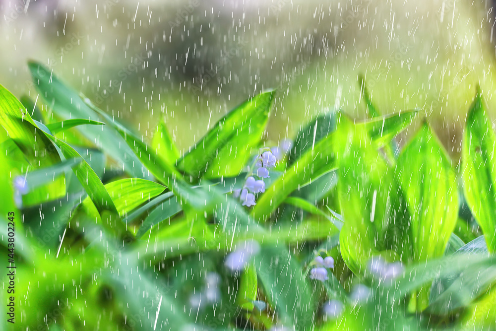 spring rain flowers background bloom field nature fresh green water drops spring rain flowers background bloom field nature fresh green water drops