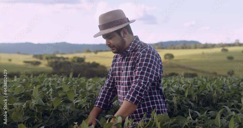 Latin farmer walking through field checking soy crop. 4K.