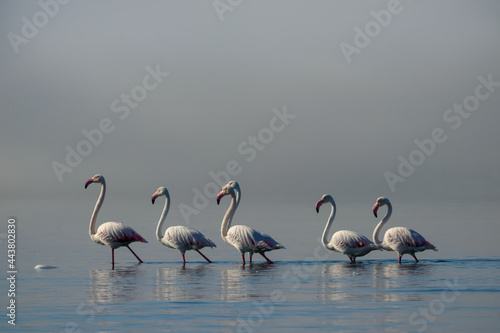 Wild african birds. Group birds of white african flamingos walking around the blue lagoon on a sunny day