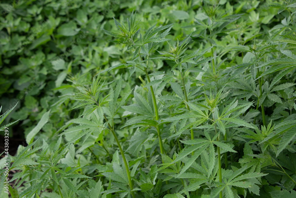 Cannabis. Growing a plant. Hemp green leaves close up. Cannabis. Growing a plant. Hemp green leaves close up.