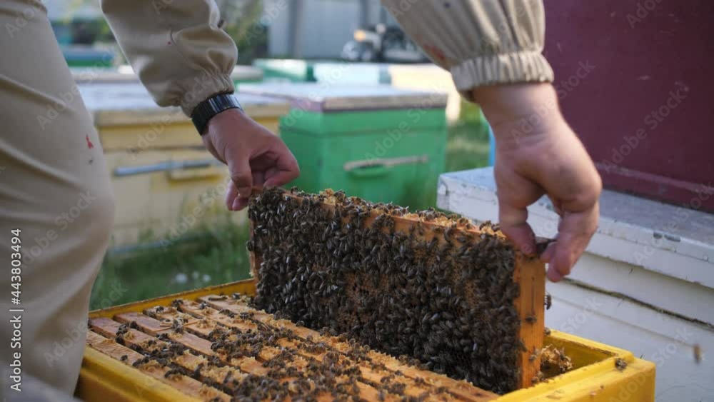 Beekeeper looks frame from a bee hive for honey Beekeeper looks frame from a bee hive for honey