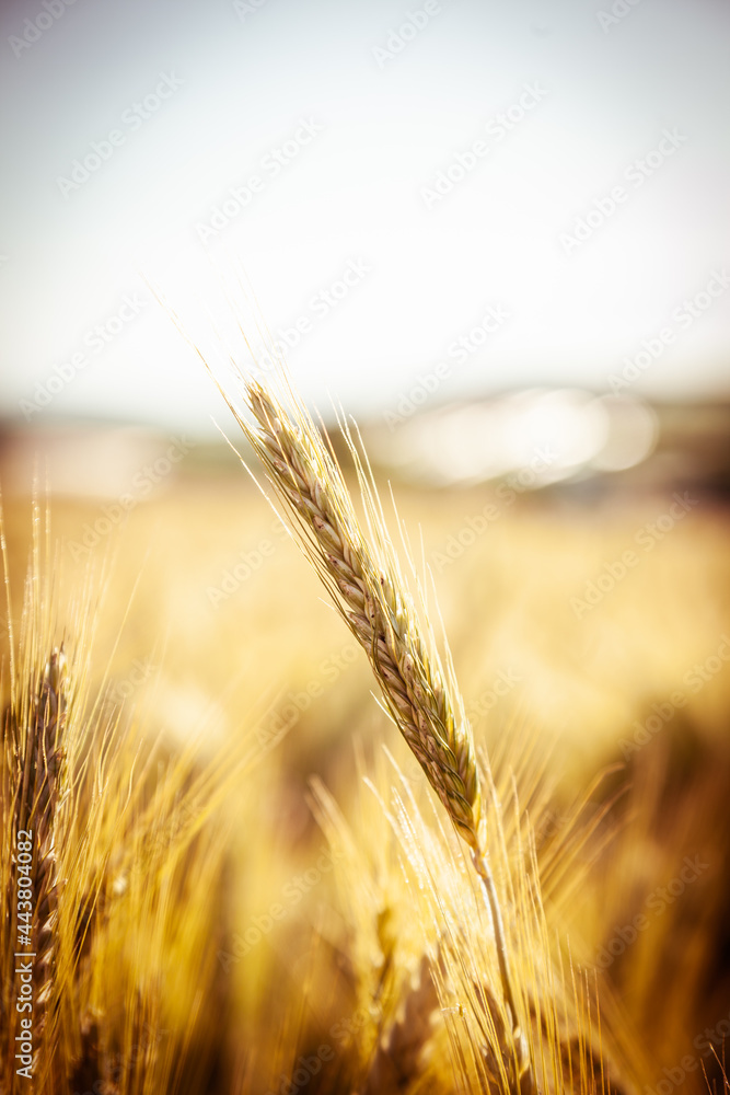 Getreide in der Sonne Getreide in der Sonne