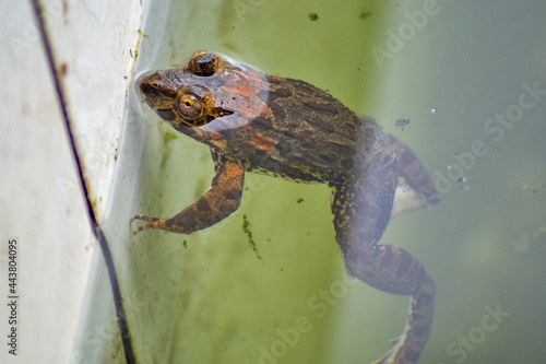 floating frog on the water photo