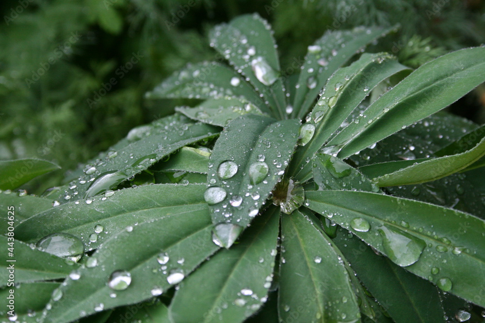 dew on the leaves dew on the leaves