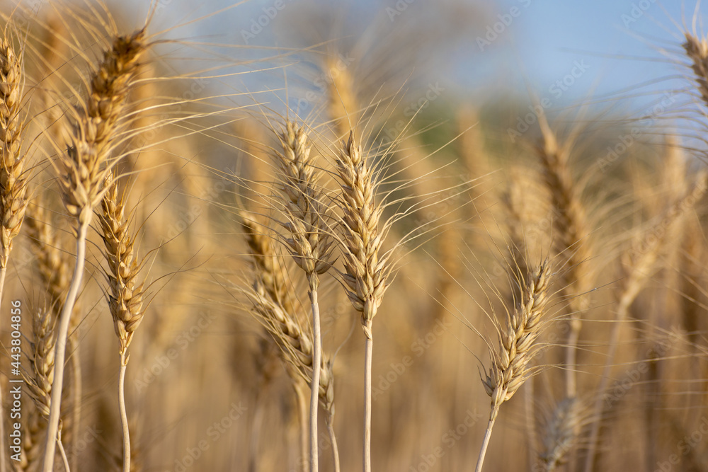 Fototapeta premium Close up of ripe wheat ears. Rich harvest concept.