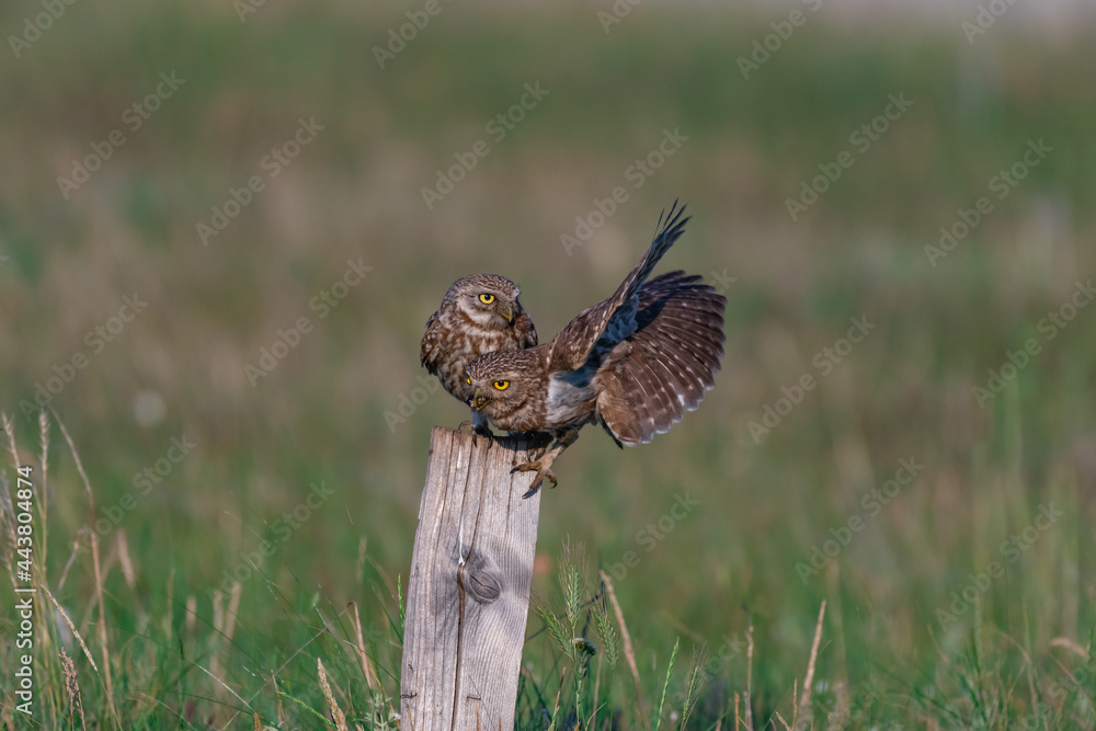 Bird Little owl Athene noctua. Male and female in the habitat Bird Little owl Athene noctua. Male and female in the habitat
