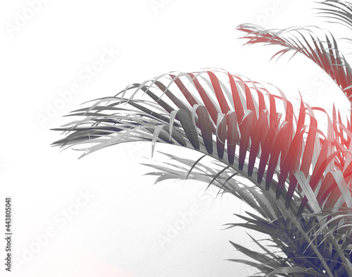 cololful tropical palm leaf with shadow on white wall photo