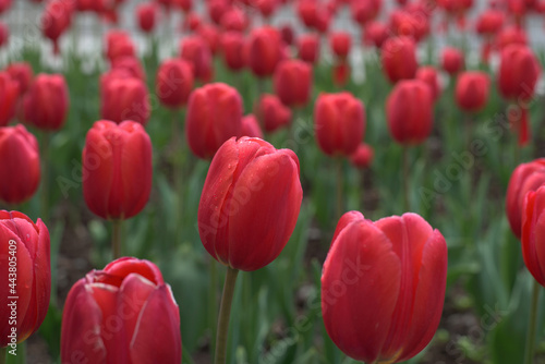 field of tulips