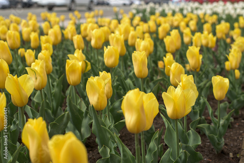field of yellow tulips