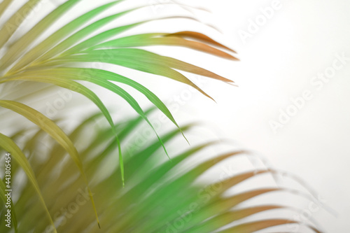 cololful tropical palm leaf with shadow on white wall photo