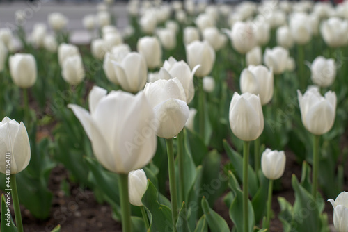 white tulips
