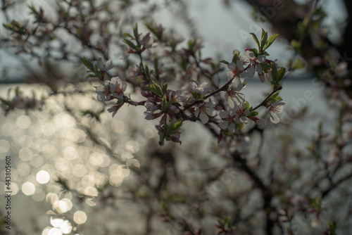 tree blossom