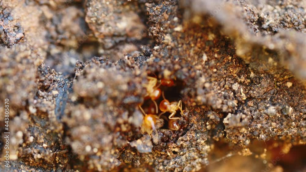 Termites are helping to repair their nests in the Thai forest. Termites are helping to repair their nests in the Thai forest.