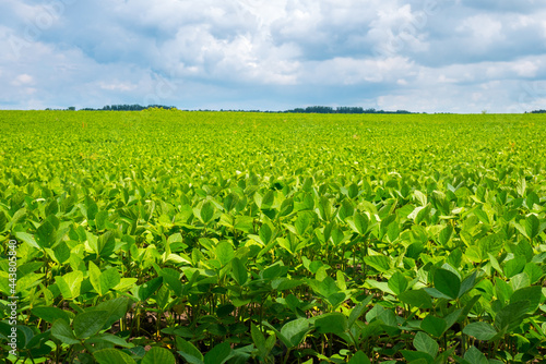 Endless field with soybeans. Eco friendly agriculture modern ideas. Harvesting. Soya bean sprout growing on an industrial scale. Summer landscape, Wallpaper with the blue sky.