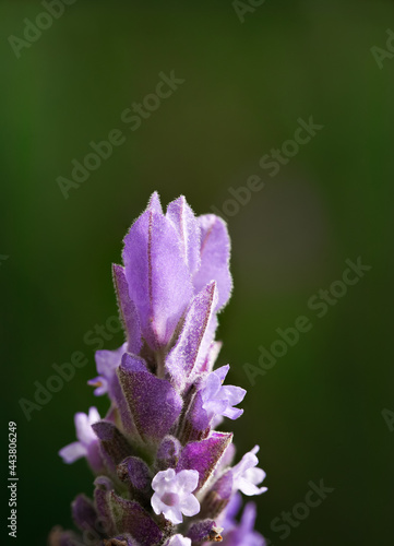 lavender flower