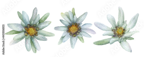 The edelweiss flowers set hand drawn in watercolor isolated on a white background. Watercolor illustration. Floral watercolor elements. 
