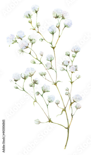 A gypsophila branch hand drawn in watercolor isolated on a white background. Watercolor illustration. Floral watercolor element.
 photo