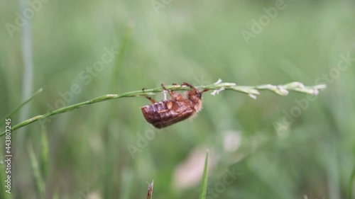Close-up of light brown june bug crawling on a blade of green grass, may beetle crawling around in the grass photo