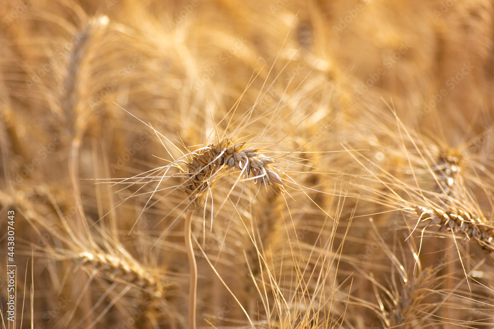 Close up of ripe wheat ears. Rich harvest concept. Close up of ripe wheat ears. Rich harvest concept.