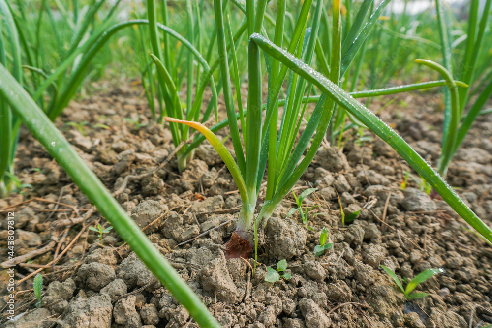 Row upon row of onions in the ground. Close-up image of onion. Row upon row of onions in the ground. Close-up image of onion.