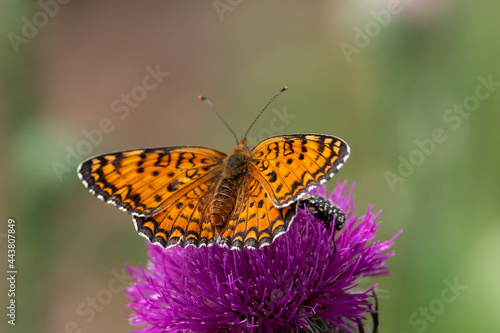 Melitaea phoebe butterfly sit on pink flower.
Knapweed fritillary in summer and spring scene photo