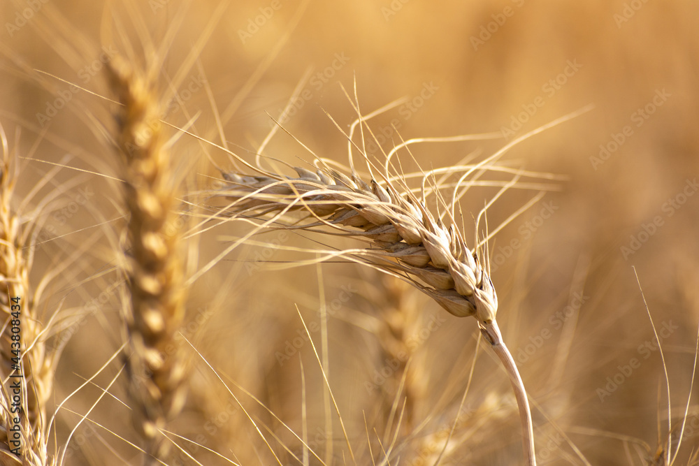 Close up of ripe wheat ears. Rich harvest concept. Close up of ripe wheat ears. Rich harvest concept.
