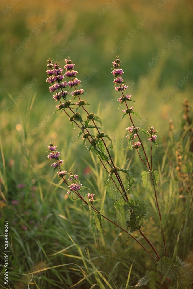 field grass in the warm rays of the sunset