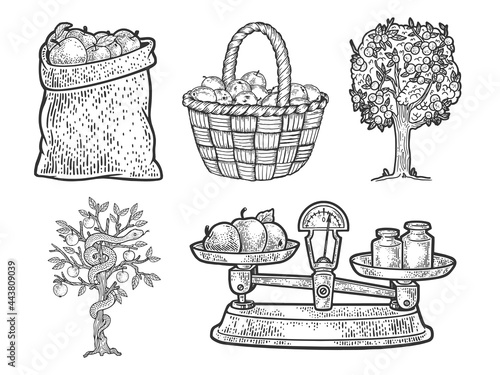 Apple fruit and tree set collection line art sketch engraving vector illustration. T-shirt apparel print design. Scratch board imitation. Black and white hand drawn image.