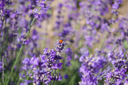 Lavender flowers with a ladybug on a blurry background.