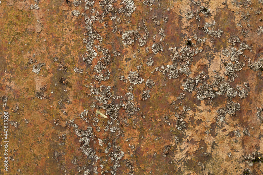 Grunge rusted metal texture, rust and oxidized steel background. Old metal iron panel. Grunge rusted metal texture, rust and oxidized steel background. Old metal iron panel.