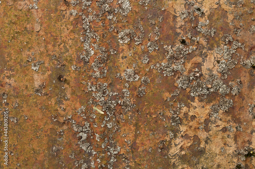 Grunge rusted metal texture, rust and oxidized steel background. Old metal iron panel. © Артём Зайцев