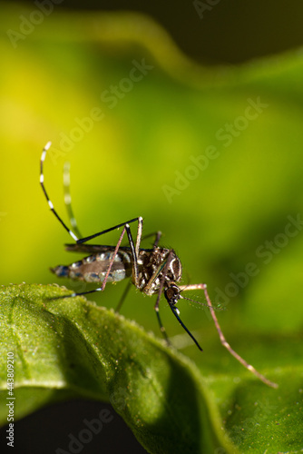 Aedes aegypti mosquito that transmits Dengue in Brazil perched on a leaf, macro photography, selective focus photo