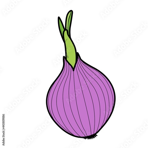 Sprouted long onions color variation for coloring page isolated on white background