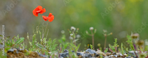 Common poppy // Klatschmohn (Papaver rhoeas) photo