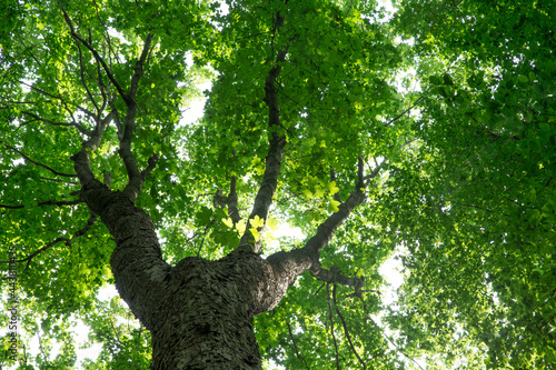 forest trees. nature green wood sunlight backgrounds