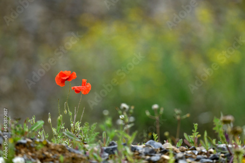 Klatschmohn (Papaver rhoeas) // Common poppy  photo