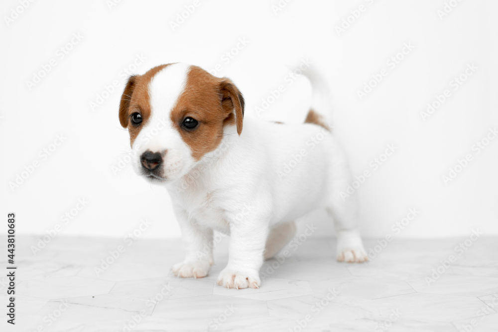 Close-up cute little puppy of Jack Russell terrier dog. Jack russell terrier puppy on a white background. Copyspace for ad, design. Close-up cute little puppy of Jack Russell terrier dog. Jack russell terrier puppy on a white background. Copyspace for ad, design.