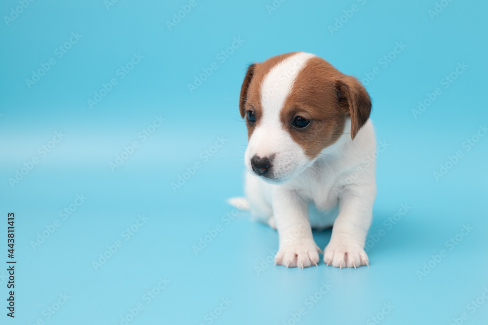 Close-up cute little puppy of Jack Russell terrier dog. Copyspace for ad, design. White cute puppy on a blue background. Close-up cute little puppy of Jack Russell terrier dog. Copyspace for ad, design. White cute puppy on a blue background.