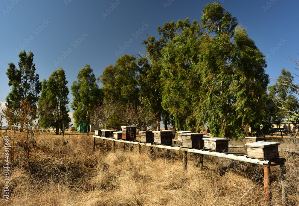Old but working beehives near eucalyptus trees on a rural farm