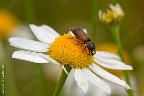 Rotbauchiger Laubschnellkäfer // click beetle (Athous haemorrhoidalis) 